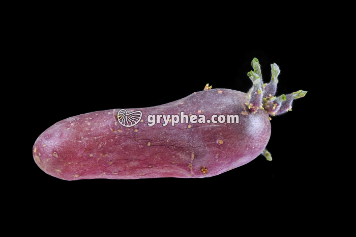 Pomme de terre (Solanum tuberosum) - Germination précoce du tubercule - gryphea.com
